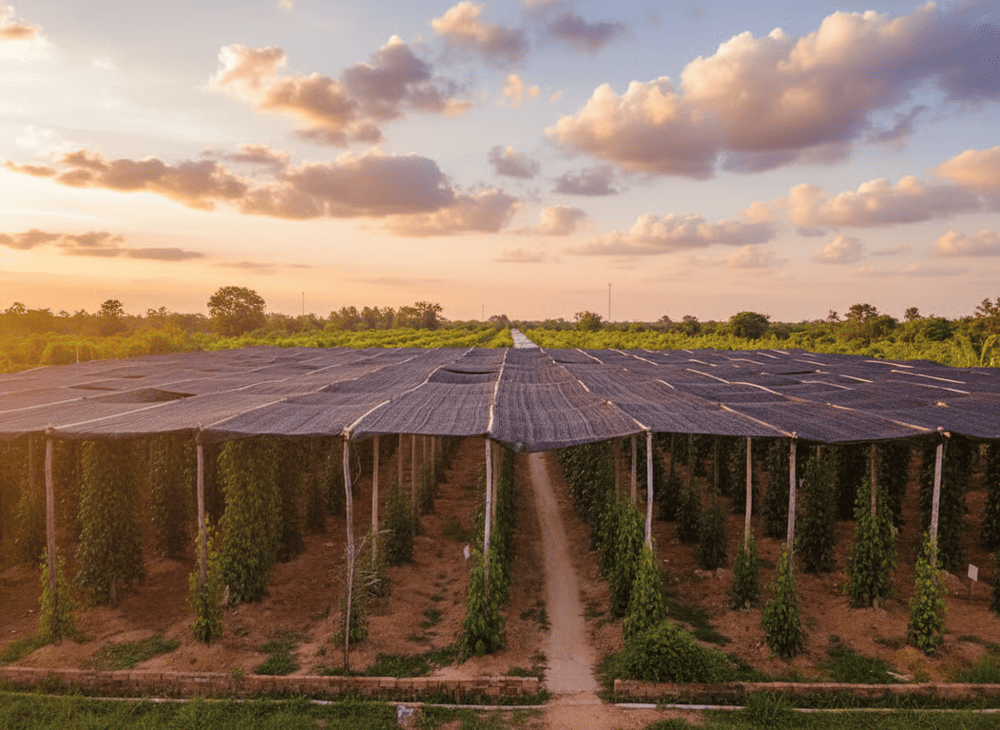 Serene greenery welcomes visitors at Duc Thanh Pepper Farm, where lush pepper rows stretch into the distance
